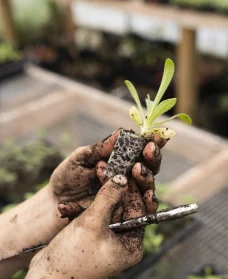 Greenify-Improving-Image-3